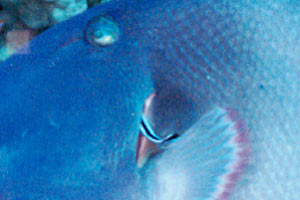 Pesce balestra (Pseudobalistes fuscus)