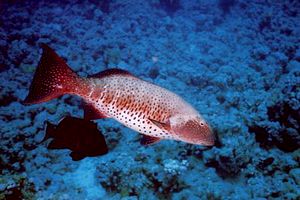Cernia dei coralli del Mar rosso (Plectropomus pessuliferus marisrubri)