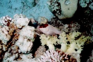 Cernia dal berretto basco (Epinephelus fasciatus)