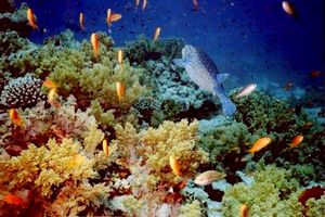 Pesce scatola nasuto (Ostracion nasus)