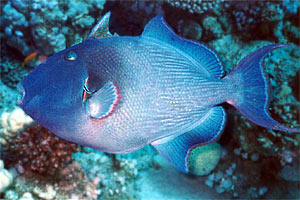 Pesce balestra (Pseudobalistes fuscus)