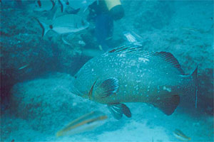 Cernia bruna (Epinephelus marginatus)