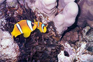 Pesce pagliaccio (Amphiprion bicinctus)