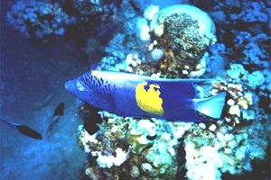 Pesce angelo maculato (Pomacanthus maculosus)