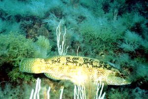 Tordo (Labrus viridis)