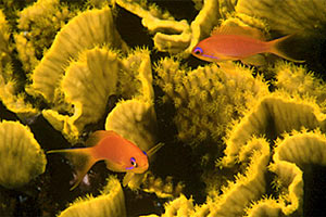 Anthias striato (Pseudanthias taeniatus)