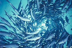 Carangide (Caranx sexfasciatus)