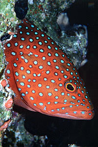 Cernia miniata (Cephalopholis miniata)