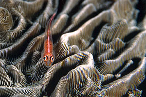 Trepinne (Helcogramma striatum)