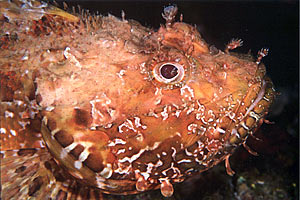 Scorfano rosso (Scorpaena scrofa)