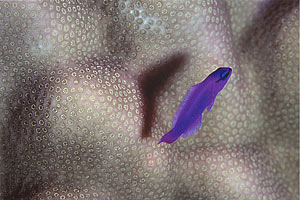 Pseudocromide (Pseudochromis fridmani)