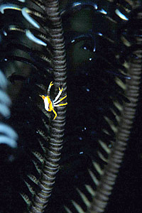 Galatea del crinoide (Allogalathea elegans)