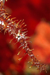 Pesce ago fantasma ornato (Solenostomus paradoxus)