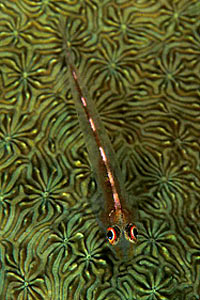 Trepinne (Helcogramma striatum)