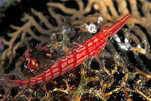 Pesce falco muso lungo (Oxycirrhites typus)