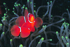 Pesce pagliaccio spinoso (Premnas biaculeatus)