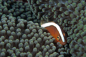 Pesce pagliaccio arancione (Amphiprion sandaracinos)