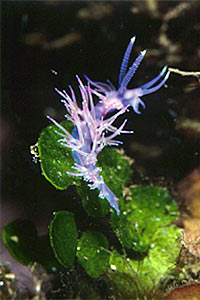 Flabellina rosa (Flabellina affinis)