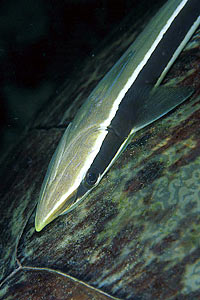 Remora (Echeneis naucrates)