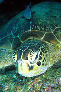 Tartaruga verde (Chelonia mydas)