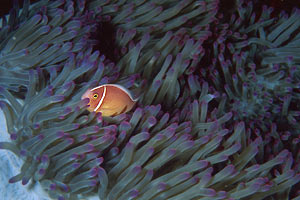 Pesce pagliaccio rosa (Amphiprion perideraion)