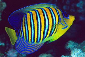 Pesce angelo (Pygoplites diacanthus)