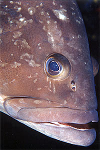 Cernia bruna (Epinephelus marginatus)