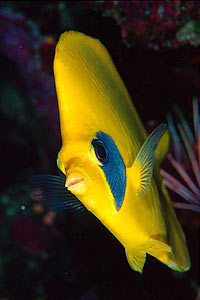 Pesce farfalla semimascherato (Chaetodon semilarvatus)