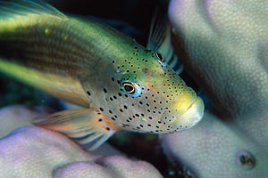Pesce falco (Paracirrhites forsteri)