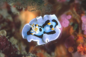 Nudibranchio (Chromodoris dianae)