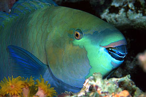 Pesce pappagallo gibboso (Scarus gibbus)