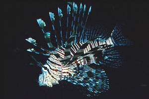 Pesce cobra (Pterois miles)