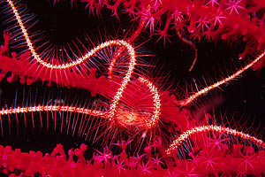 Ofiura (Ophiotrix n.d.)