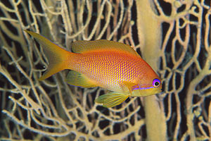 Castagnola  tropicale (Pseudanthias squamipinnis)
