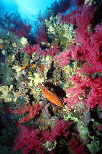 Cernia leopardata (Cephalopholis leoparda)