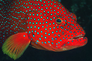 Cernia miniata (Cephalopholis miniata)
