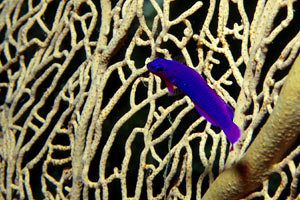 Pseudocromide (Pseudochromis fridmani)