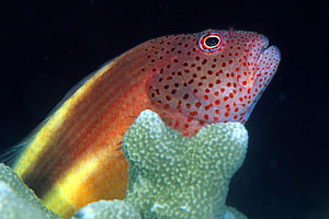 Pesce falco (Paracirrhites forsteri)