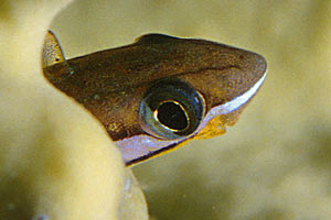 Bavosa dai denti aguzzi (Plagiotremus tapeinosoma)