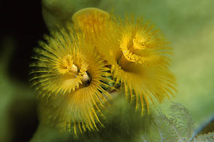 Anellide albero di natale (Spirobranchus giganteus)