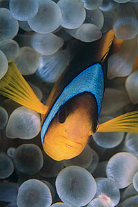 Pesce pagliaccio (Amphiprion bicinctus)