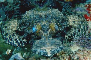 Pesce coccodrillo (Papilloculiceps longiceps)