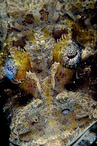 Pesce coccodrillo (Papilloculiceps longiceps)