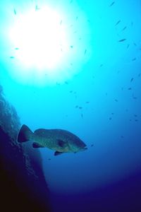 Cernia bruna (Epinephelus marginatus)