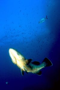 Cernia bruna (Epinephelus marginatus)