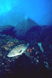 Cernia bruna (Epinephelus marginatus)