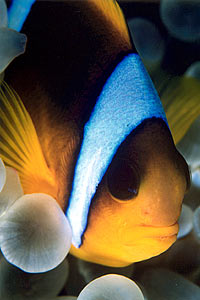Pesce pagliaccio (Amphiprion bicinctus)