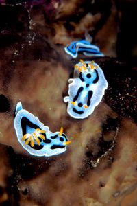 Nudibranchio (Chromodoris dianae)