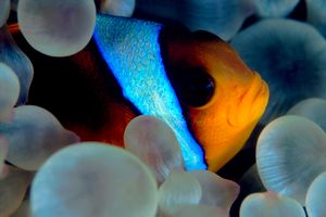 Pesce pagliaccio (Amphiprion bicinctus)