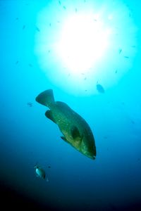 Cernia bruna (Epinephelus marginatus)